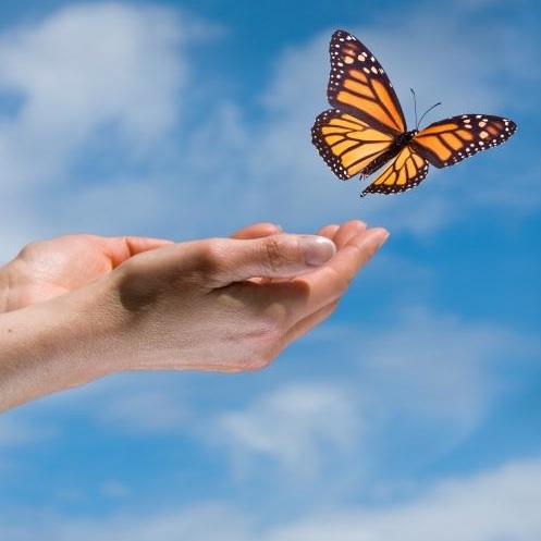 Butterfly_Release - The Mom Initiative