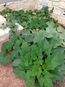 Cucumber Plant